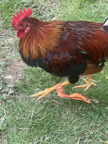 Chicken hatching egg - chicken,