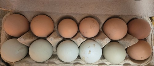 Assorted chicken hatching - assorted,