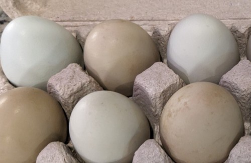 Fresh fertile chicken - fresh,