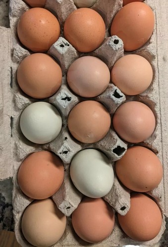 Farm fresh hatching eggs - hatching,